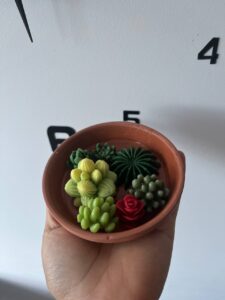 Suculentas