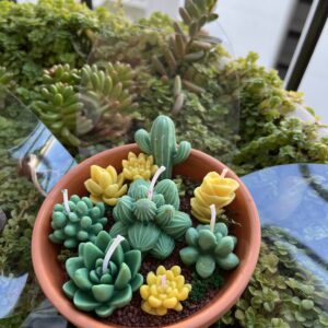 Home jardín de suculentas